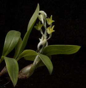 Eria flava Vanda La Foresta Orchids 