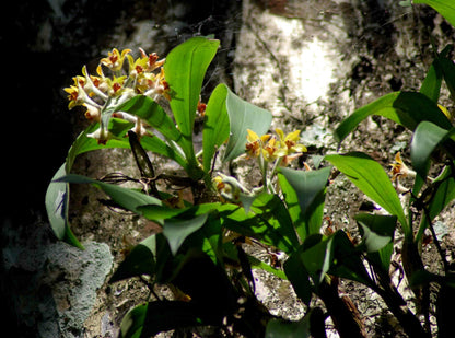 Eria flava Vanda La Foresta Orchids 