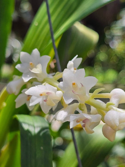 Eria hyacinthoides Eria La Foresta Orchids 