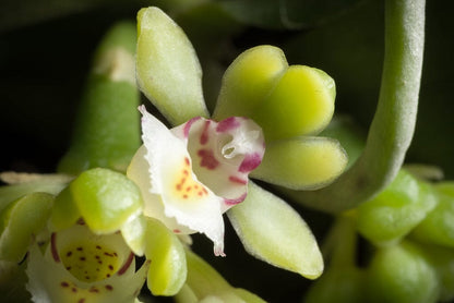 Gastrochilus japonicus Gastrochilus La Foresta Orchids 