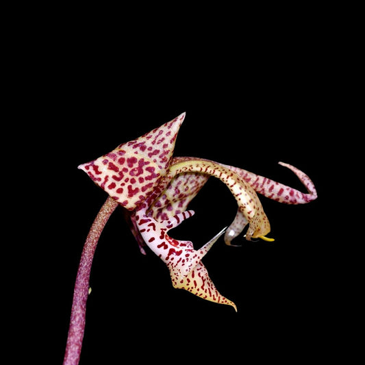 Gongora nigropunctata Gongora La Foresta Orchids 