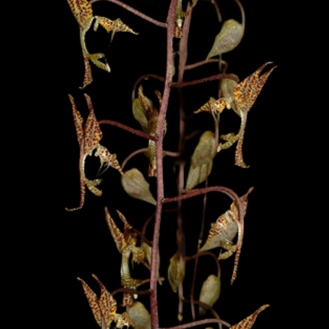 Gongora nigropunctata Gongora La Foresta Orchids 