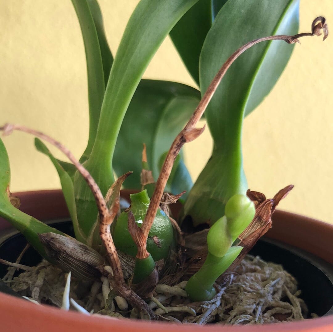 Grammatophyllum scriptum - a Dwarf Orchid! - In SPIKE! Grammatophyllum La Foresta Orchids 