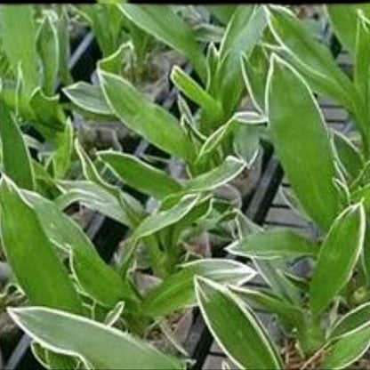 Grammatophyllum scriptum var. citrinum Grammatophyllum La Foresta Orchids var. variegata leaves 