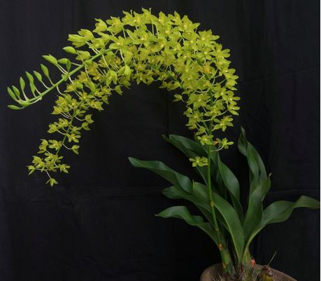 Grammatophyllum scriptum var. citrinum 'Variegata' - a Variegated Orchid! Grammatophyllum La Foresta Orchids 