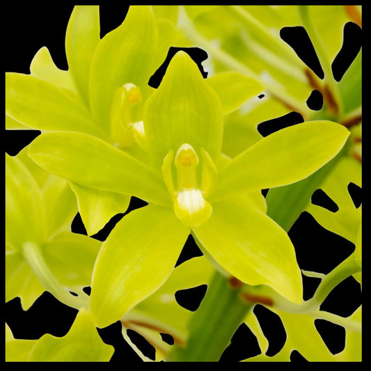 New Zealand Long Fiber Sphagnum Moss – La Foresta Orchids