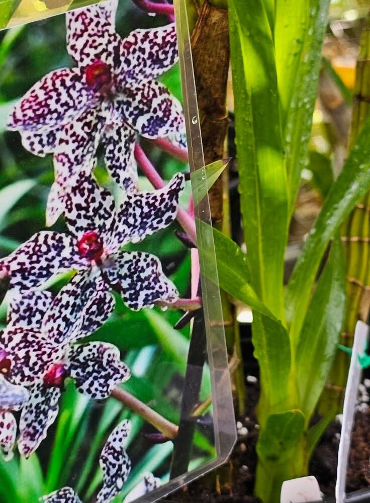 Grammatophyllum wallisii ‘Peacock’ Grammatophyllum La Foresta Orchids 