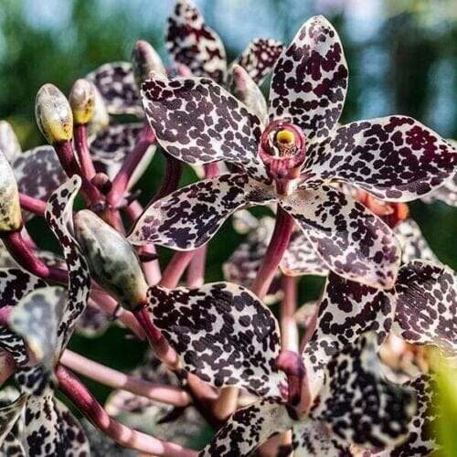 Grammatophyllum wallisii ‘Peacock’ Grammatophyllum La Foresta Orchids 