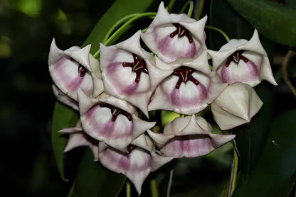 Hoya archboldiana var. White Hoya La Foresta Orchids 