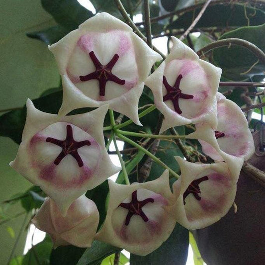 Hoya archboldiana var. White Hoya La Foresta Orchids 