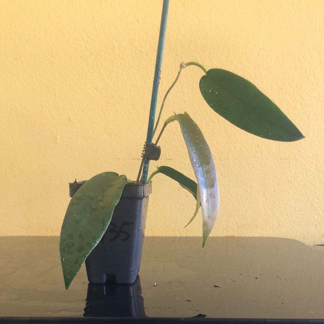 Hoya Archboldiana white in 4.25”pot - rare hoya - wax plant - attractive foliage - beautiful scented flowers - deals houseplant - flashy leaves