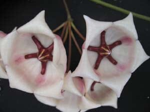 Hoya archboldiana var. White Hoya La Foresta Orchids 