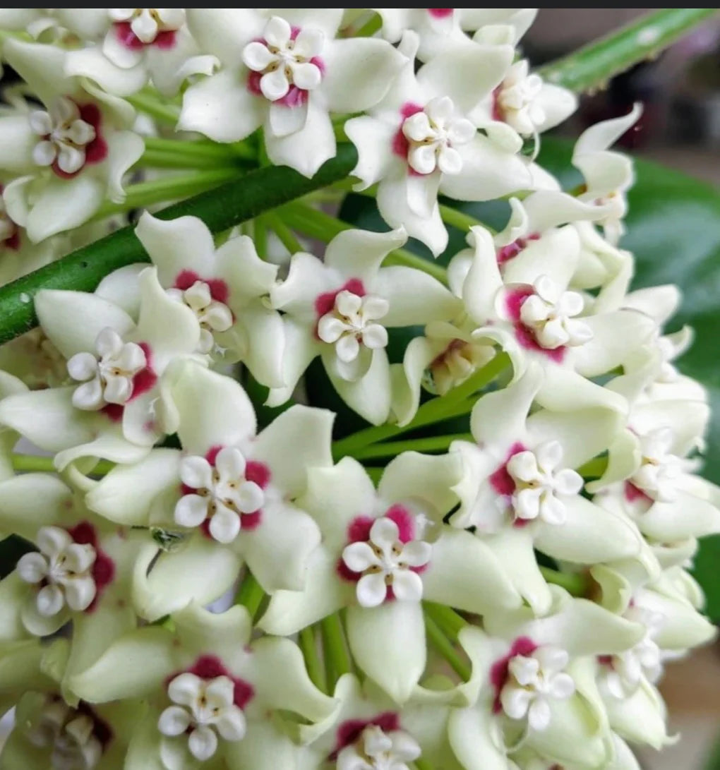 Hoya australis var. tenuipes 'Lisa' Hoya La Foresta Orchids 