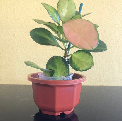 Hoya australis var. tenuipes 'Lisa' Hoya La Foresta Orchids 