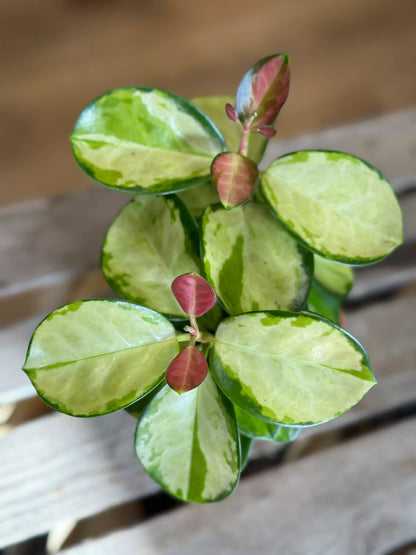 Hoya australis var. tenuipes 'Lisa' Hoya La Foresta Orchids 