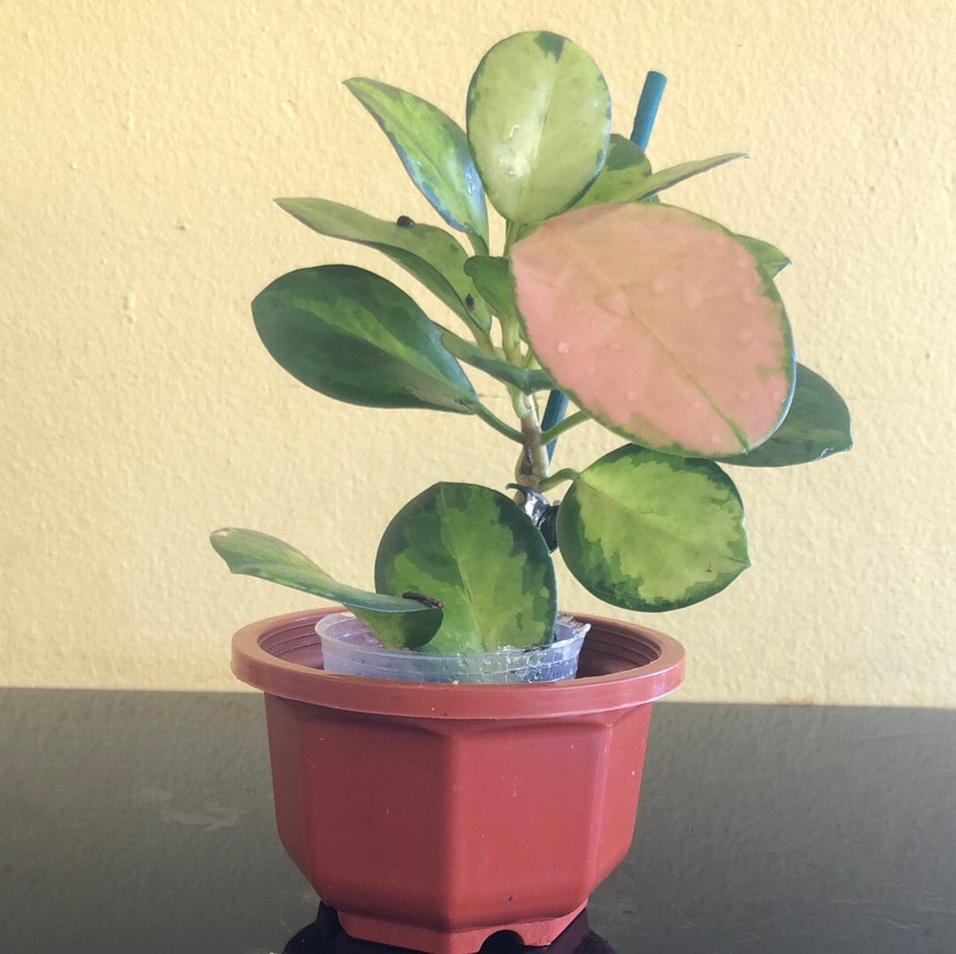 Hoya australis var. tenuipes 'Lisa' Hoya La Foresta Orchids 