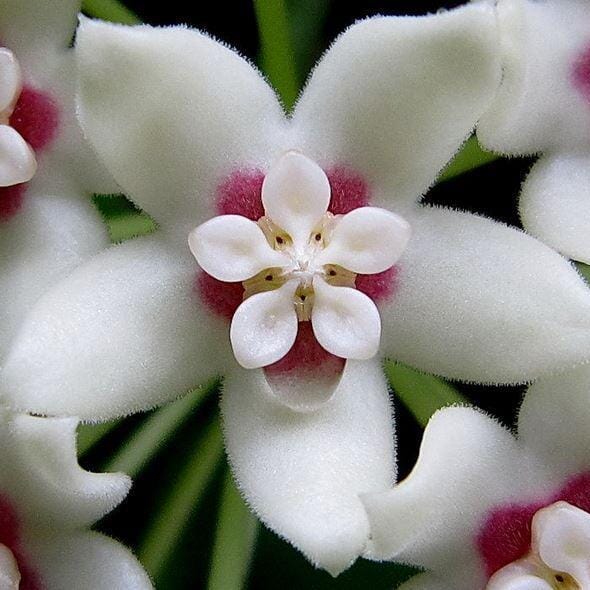 Hoya australis var. tenuipes 'Lisa' Hoya La Foresta Orchids 