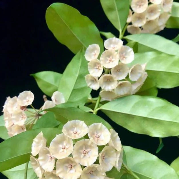 Hoya campanulata Hoya La Foresta Orchids 