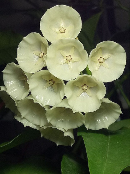 Hoya campanulata Hoya La Foresta Orchids 