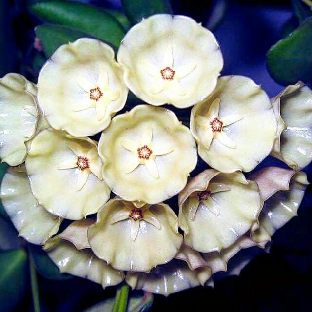 Hoya campanulata Hoya La Foresta Orchids 