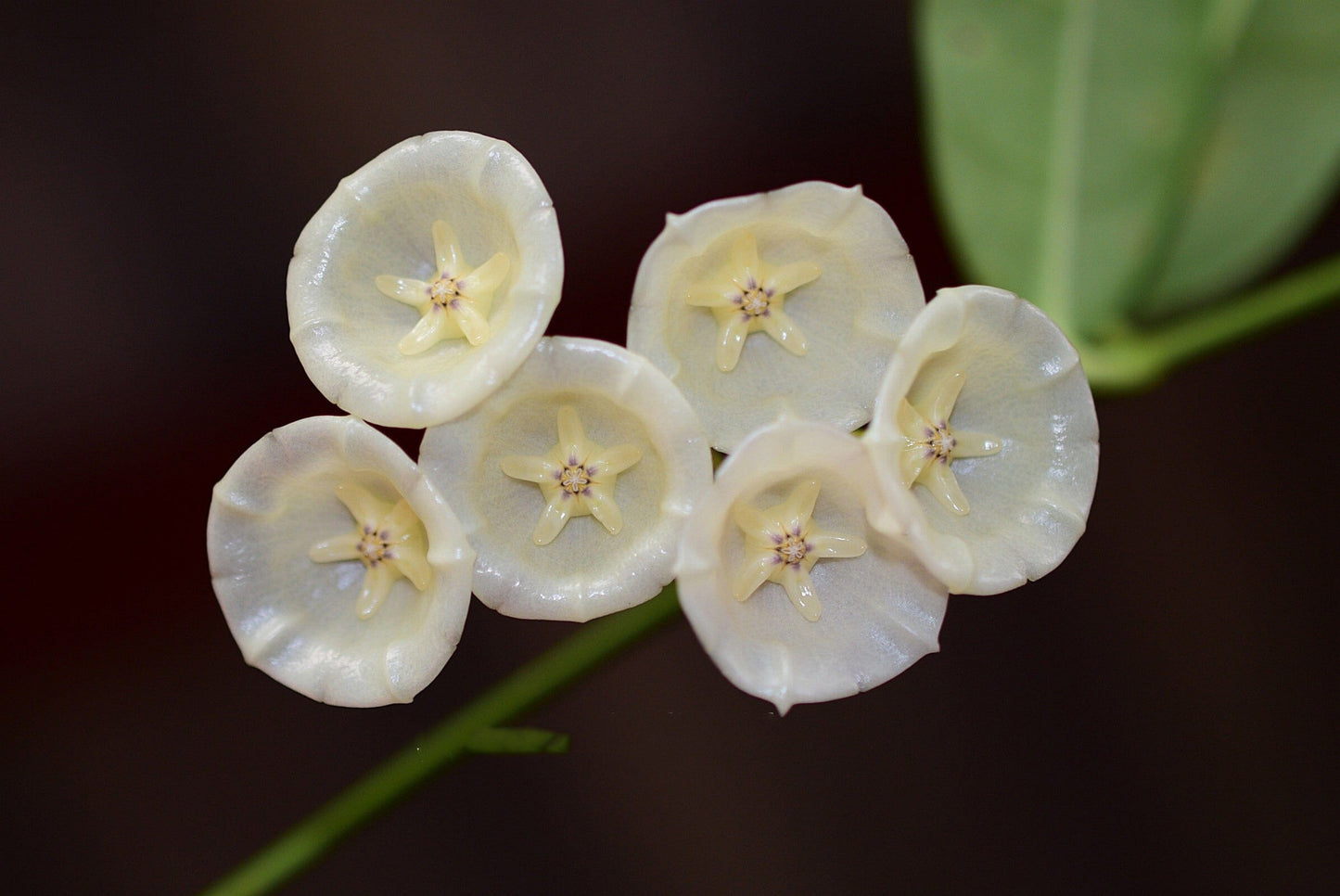 Hoya campanulata Hoya La Foresta Orchids 