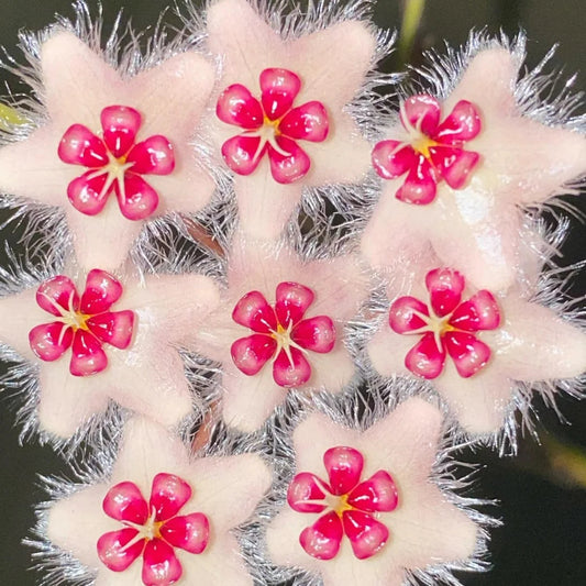 Hoya caudata var. sumatra Hoya La Foresta Orchids 