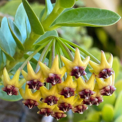 Hoya cumingiana Hoya La Foresta Orchids 