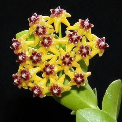 Hoya cumingiana Hoya La Foresta Orchids 