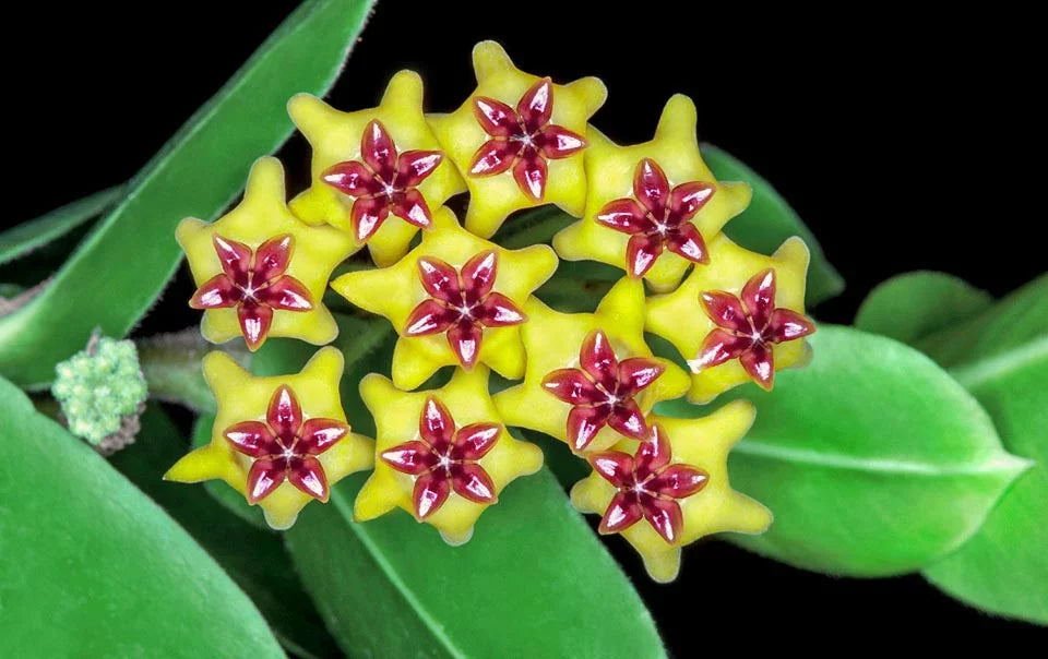 Hoya cumingiana Hoya La Foresta Orchids 