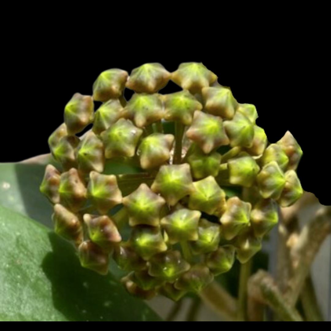 Hoya elmeri Hoya La Foresta Orchids 