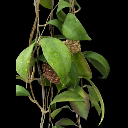 Hoya elmeri Hoya La Foresta Orchids 