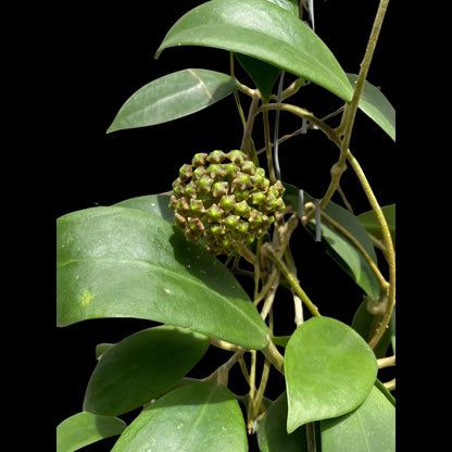 Hoya elmeri Hoya La Foresta Orchids 