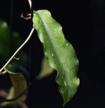 Hoya erythrina var. nara La Foresta Orchids 