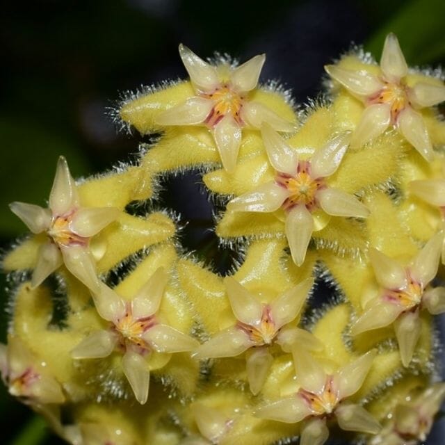 Hoya erythrina var. nara La Foresta Orchids 