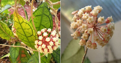 Hoya finlaysonii Hoya La Foresta Orchids 