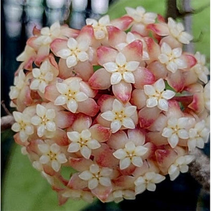 Hoya finlaysonii Hoya La Foresta Orchids 