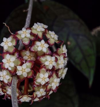 Hoya finlaysonii Hoya La Foresta Orchids 