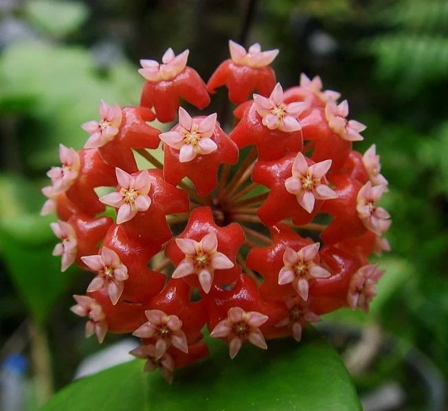 Hoya ilagiorum Hoya La Foresta Orchids 