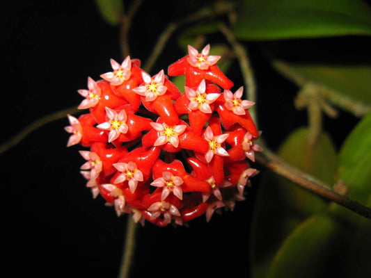 Hoya ilagiorum Hoya La Foresta Orchids 