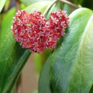 Hoya ilagiorum Hoya La Foresta Orchids 