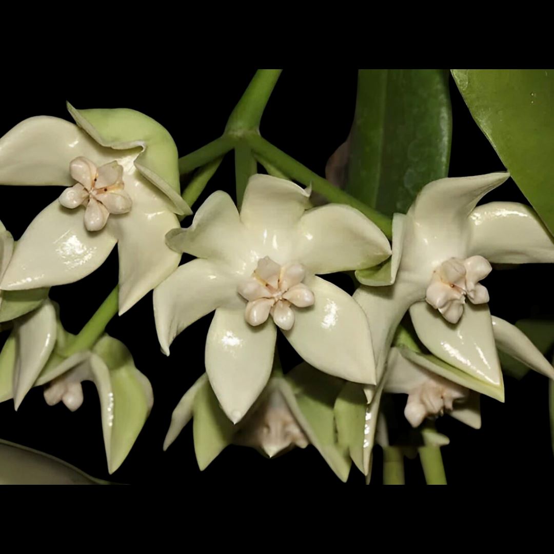 Hoya imperialis Hoya La Foresta Orchids 