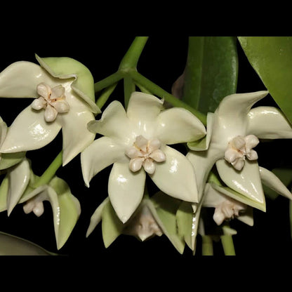 Hoya imperialis Hoya La Foresta Orchids 