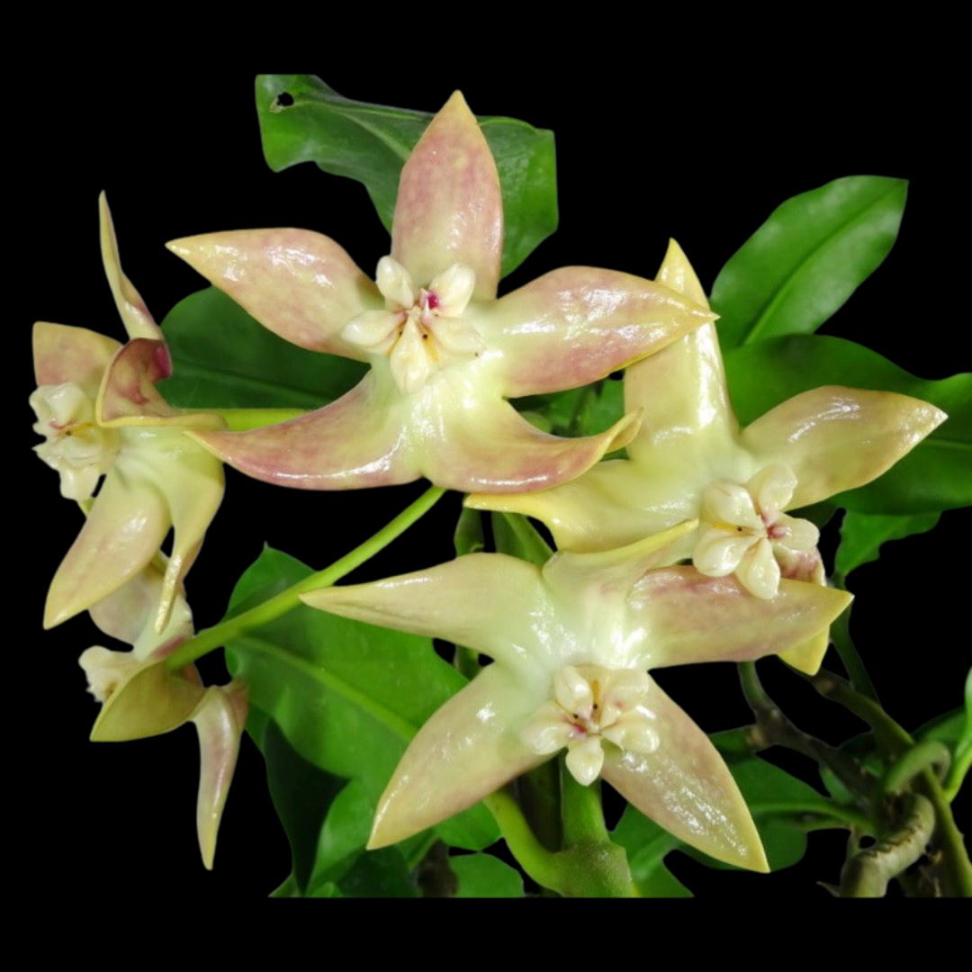 Hoya imperialis Hoya La Foresta Orchids 