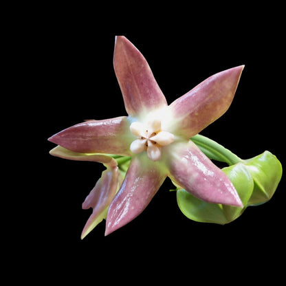 Hoya imperialis Hoya La Foresta Orchids 