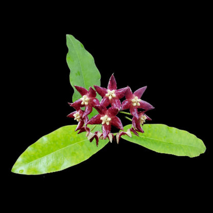 Hoya imperialis Hoya La Foresta Orchids 