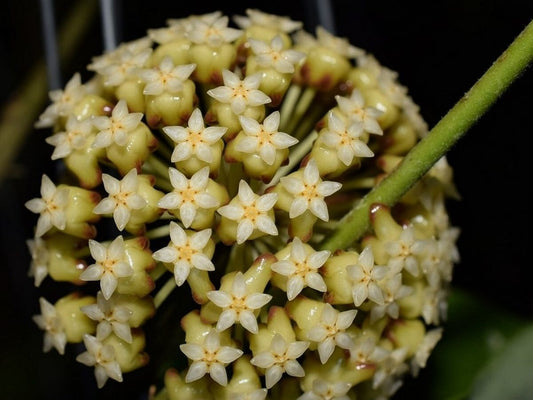 Hoya incrassata var. variegata Hoya La Foresta Orchids 