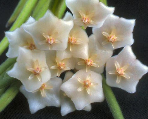 Hoya linearis Hoya La Foresta Orchids 