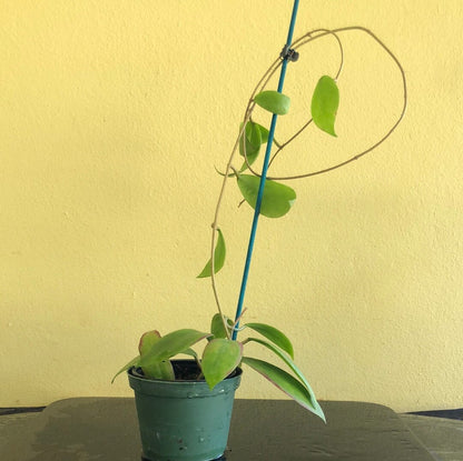 Hoya mindorensis var. superba Hoya La Foresta Orchids 