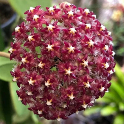 Hoya mindorensis var. superba Hoya La Foresta Orchids 