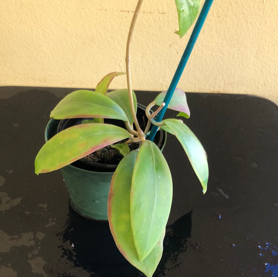 Hoya mindorensis var. superba Hoya La Foresta Orchids 